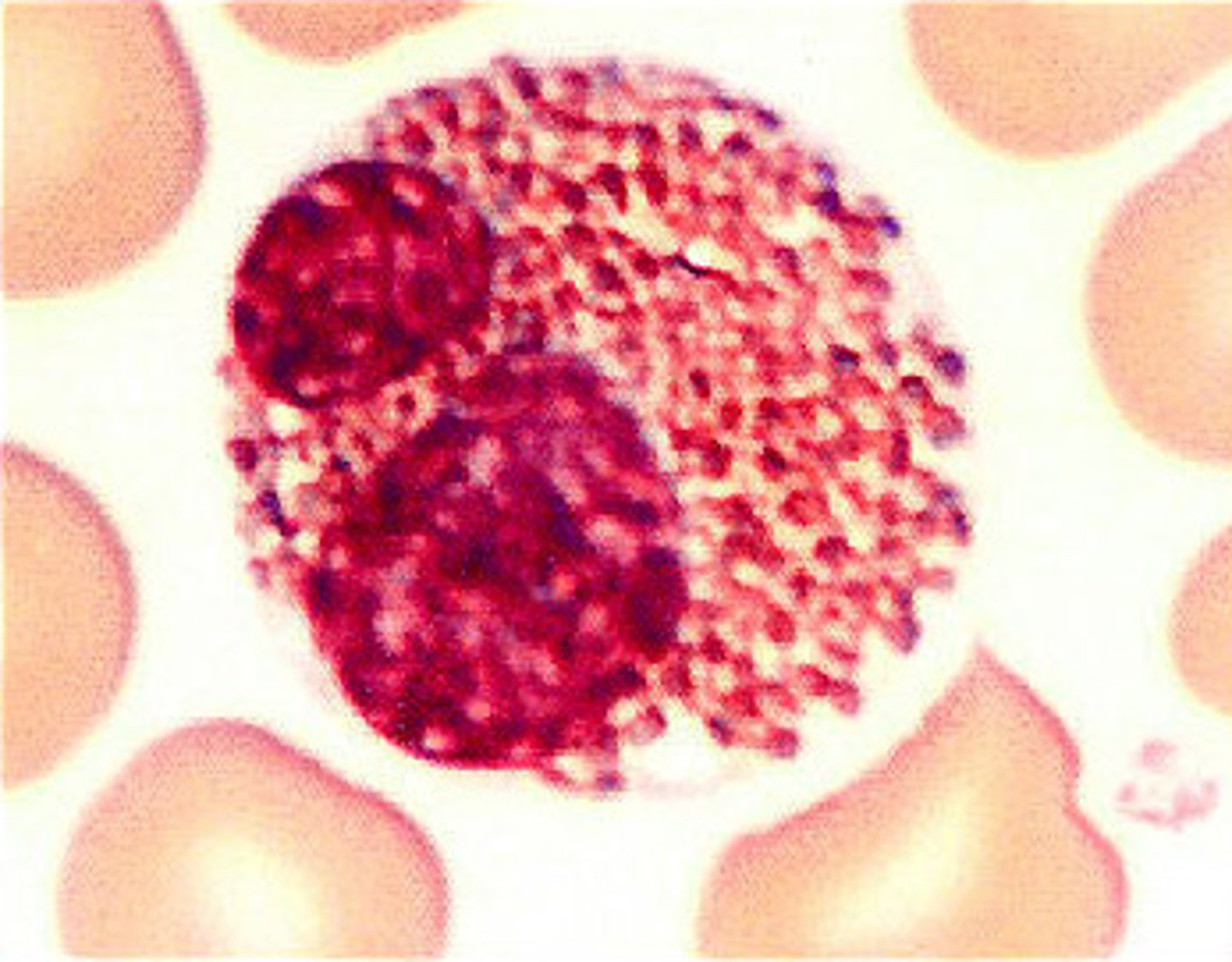<p>Leukocytes with granular cytoplasm</p>