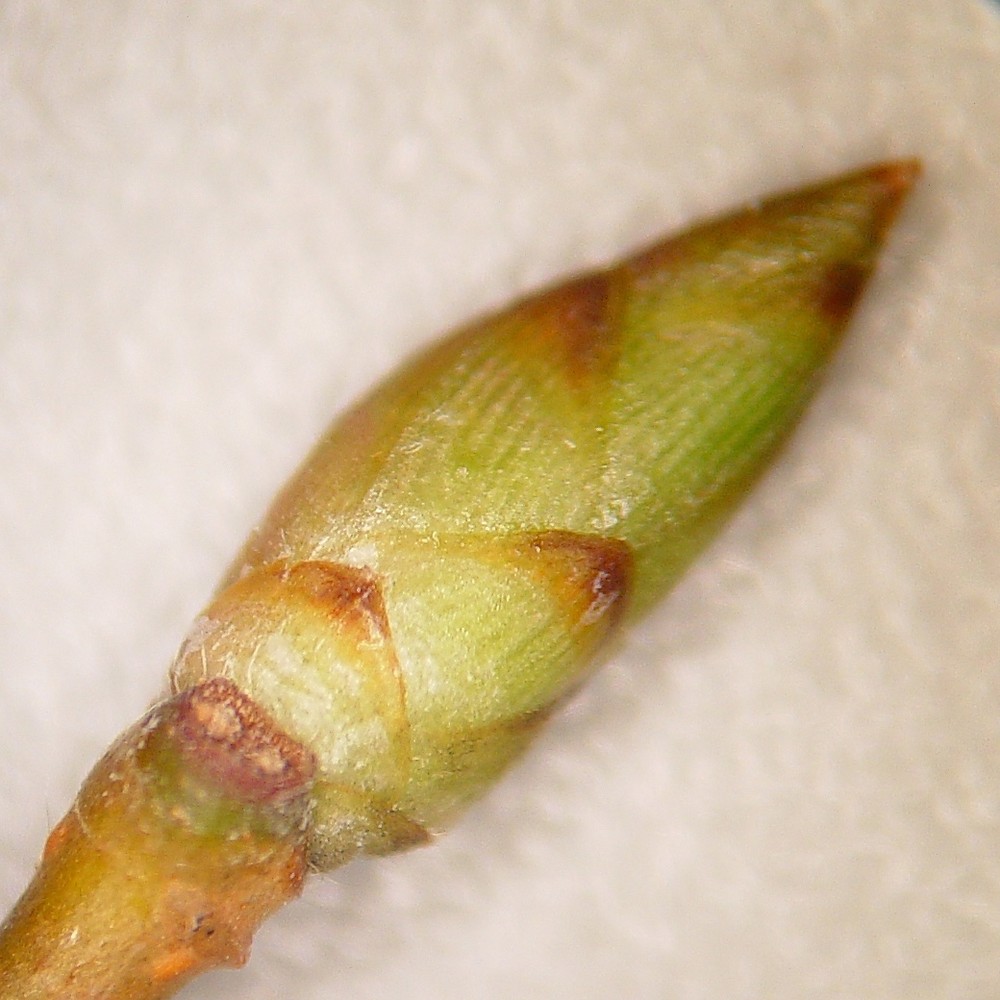 <ul><li><p>dry sites, slopes, shade tol</p></li><li><p>bark: vert strips</p></li><li><p>twigs: light brown</p></li><li><p>buds: 4+ scales, alternating green &amp; brown </p></li><li><p>leaves: simple, pinnate, serrated, looks like birch</p></li><li><p>repro: ribbed nut w/ wings</p></li></ul>