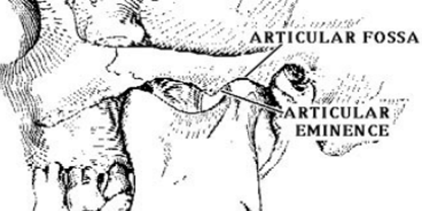 <p>forms anterior portion of the temporomandibular articular surface</p>