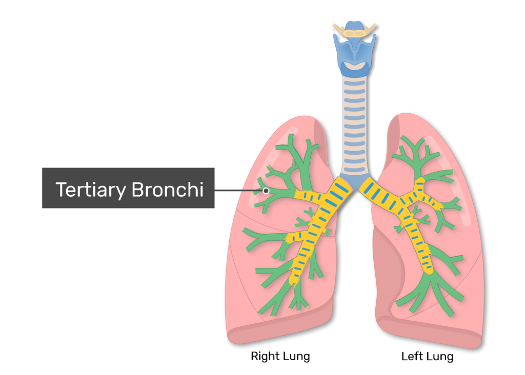 <p>third level branches of bronchial tree, 2nd main stem shoot off</p>