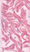<p>what tissue is this </p>