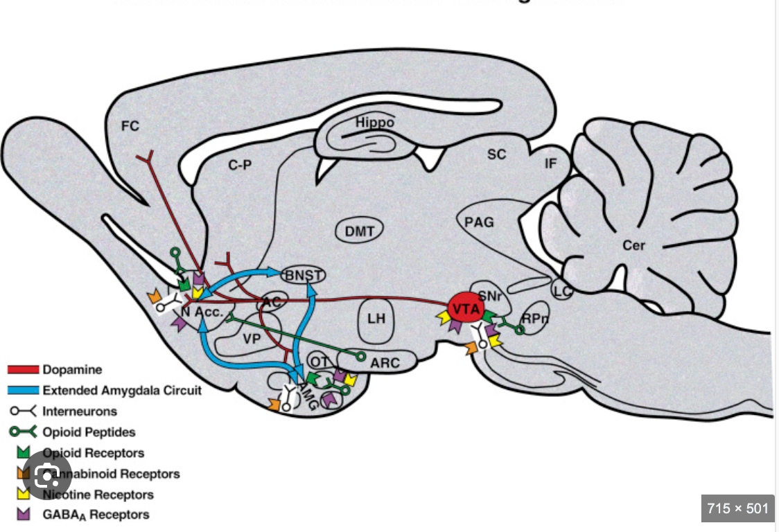 <p>Medial Forebrain Bundle</p>