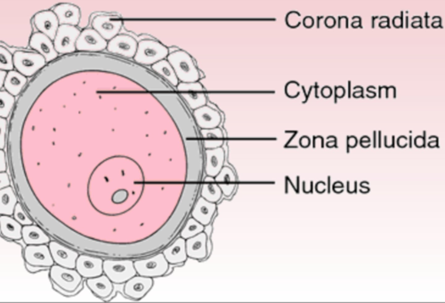 <p>mature egg cell from follicles developed during puberty</p>