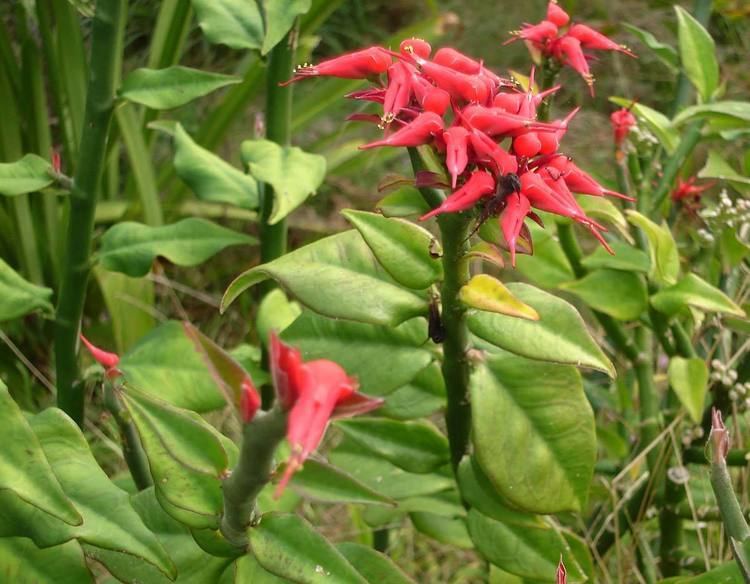 <p><span style="font-family: Inter, helvetica, arial, sans-serif">Devil's Backbone, Japanese Poinsettia, Redbird Flower, Slipper Flower</span></p>