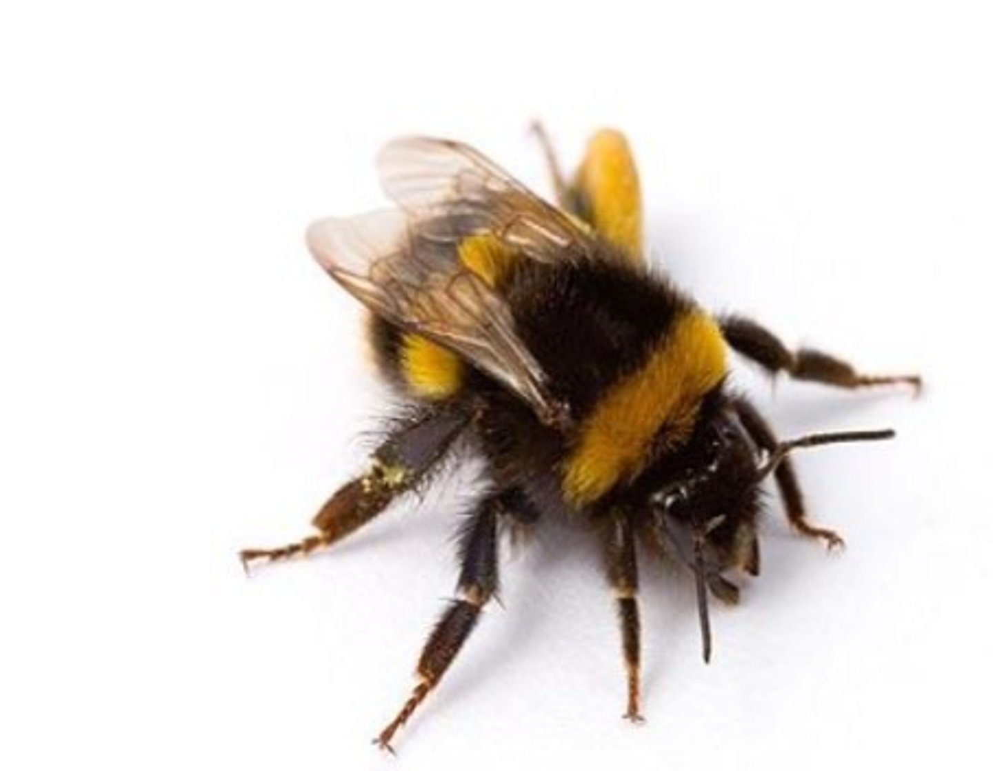 <p>bee</p>