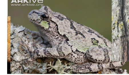 <p>eastern gray tree frog&nbsp;</p>
