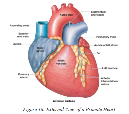 <ul><li><p><strong>Crocodilians, birds, mammals:</strong> complete interventricular septum → <strong>true 4-chambered heart</strong></p></li><li><p><strong>Most reptiles:</strong> incomplete septum → <strong>3-chambered heart</strong></p><ul><li><p>Turtles + squamates have extra chamber: <strong>Cavum Venosus</strong></p><ul><li><p>Helps separate oxygenated vs. deoxygenated blood</p></li></ul></li></ul></li></ul><p></p><p>IN MAMMALS: <span><span>As the heart develops, the conus arteriosus is absorbed into the right ventricle</span></span></p>