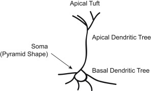 <ul><li><p>pyramid shaped </p></li><li><p>large apical dendrite pointing towards cortical surface and multiple basal dendrites </p></li><li><p>projects to outher cortical layers&nbsp;</p></li><li><p>layers III and IV (output)</p></li><li><p>excitatory (glutamatergic)</p></li><li><p>input from stelate cells and inhibitory interneurons</p></li><li><p>corticospinal and corticalbulbar pathways&nbsp;</p></li></ul><p></p>