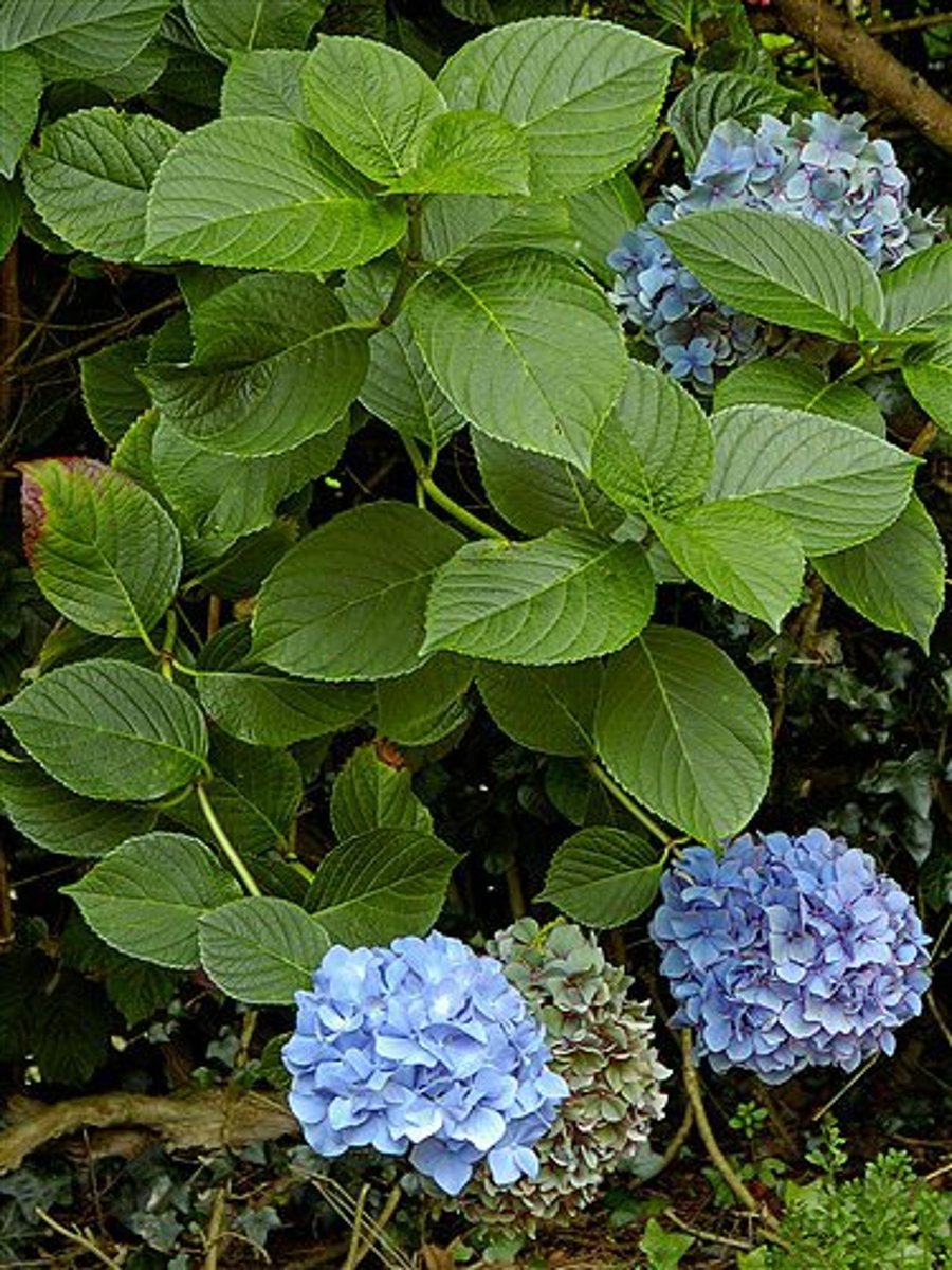 <p>Hydrangea macrophylla</p>