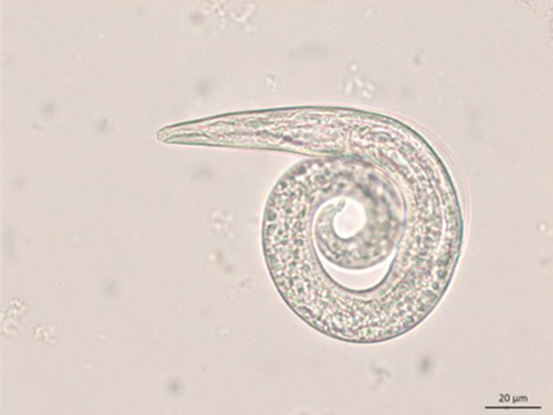 <p>Feline Lungworm</p>