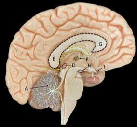<p>Identify the structure labeled K. </p>