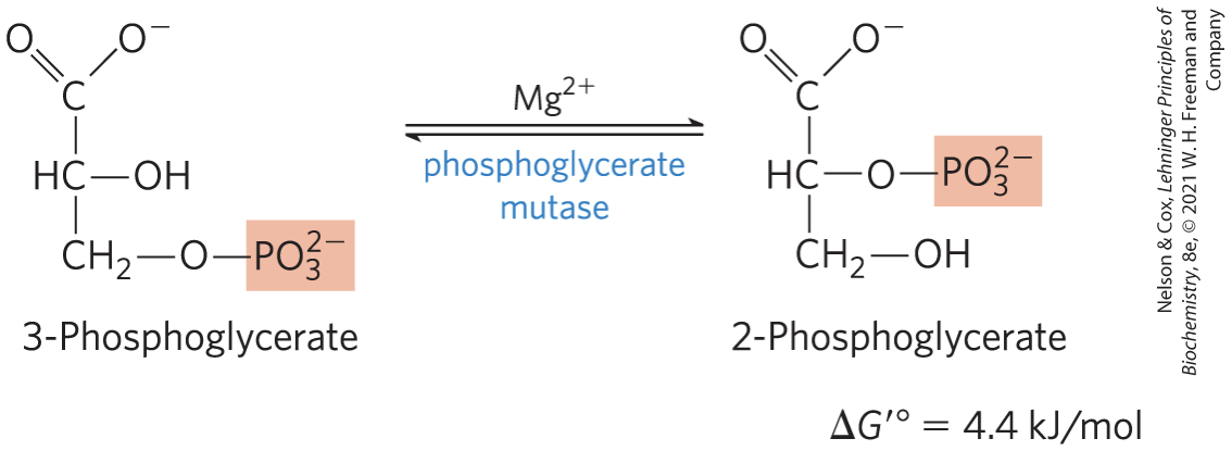 <p><strong>phosphoglycerate mutase</strong> catalyzes a reversible shift of the phosphoryl group between C-2 and C-3 of glycerate</p><p>requires Mg2+</p>