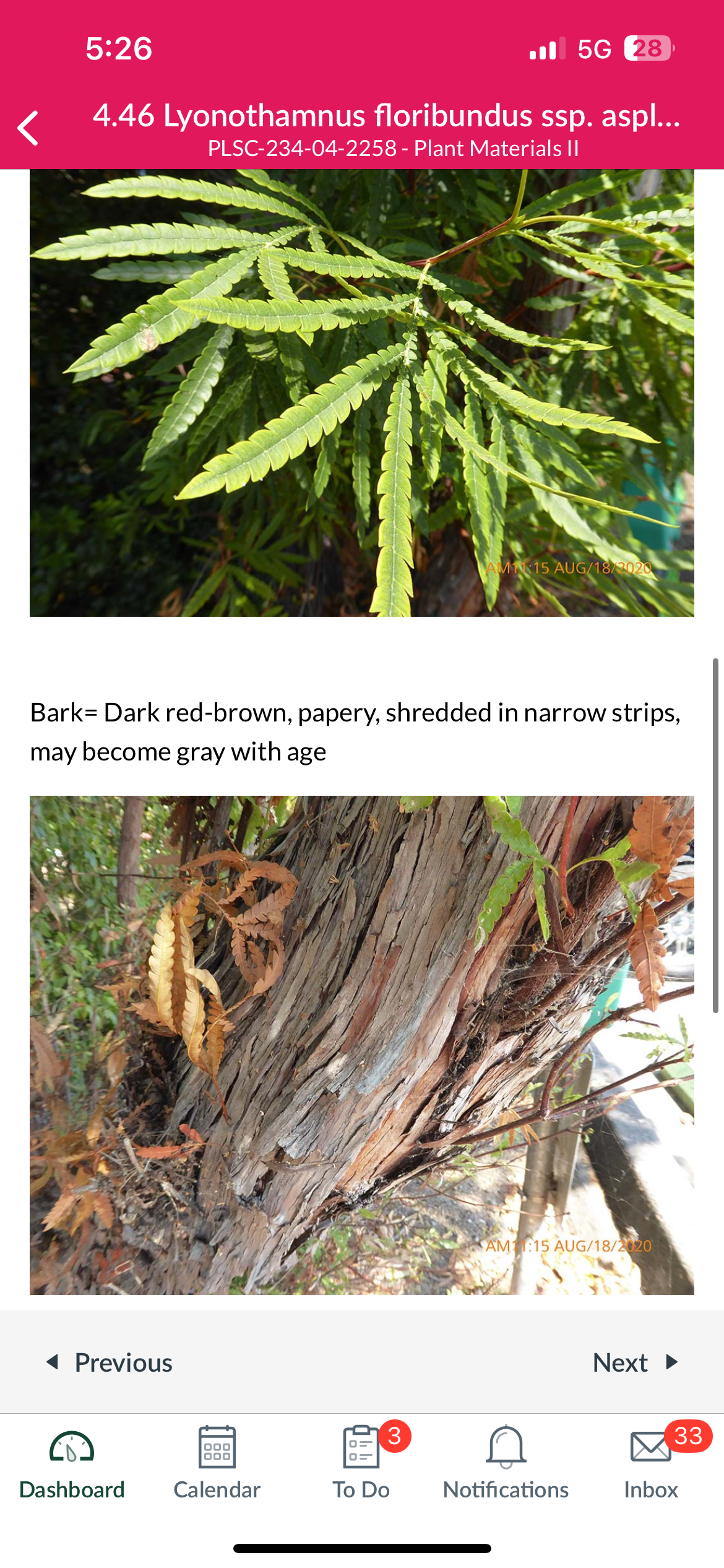 <p>lyonothamnus floribundus ssp. aspleniifolius</p>