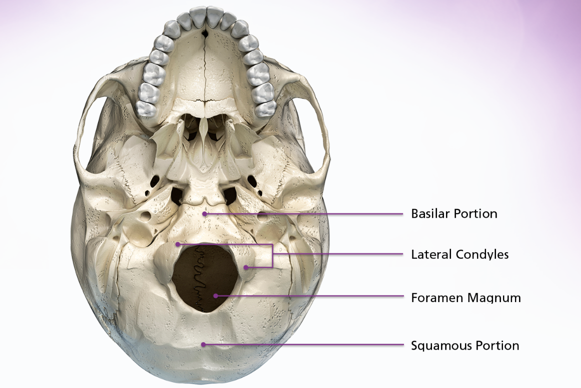 <p>The occipital bone is located inferoposteriorly and makes up the posterior cranial fossa. It is generally divided into 4 parts the 2 lateral condyles, the basilar portion and the squamous portion. The 4 parts are divided by the foramen magnum, which is the massage for the medulla oblongata and spinal cord.</p>