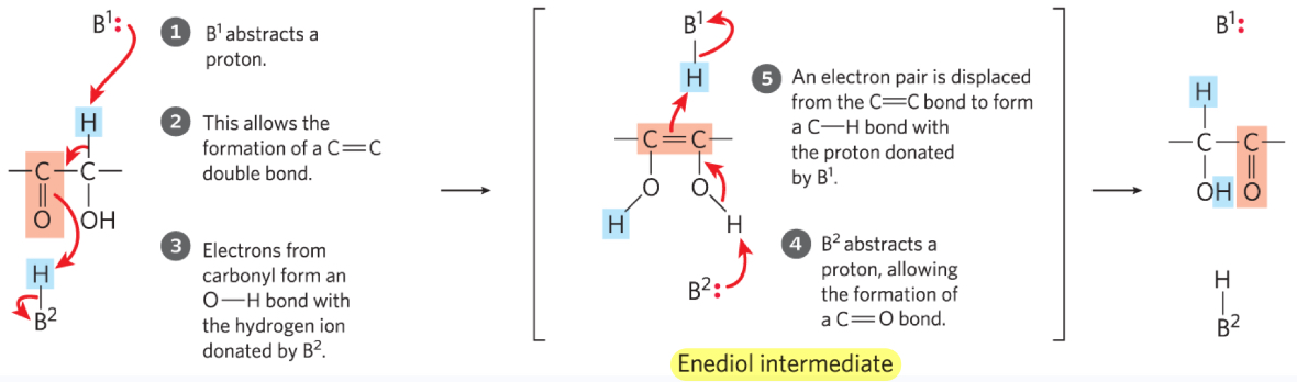 <ol><li><p>B1 abstracts a proton (acts as a base)</p></li><li><p>Formation of C=C</p></li><li><p>e- from carbonyl form O-H w/ H donated by B2</p></li><li><p>B2 abstracts proton, allowing formation of C=O bond</p></li><li><p>e- pair is displaced from C=C bond to form C-H bond w/ proton donated by B1</p></li></ol><p>(Step 4 &amp; 5 occur in enediol intermediate)</p><p>(B1 and B2 are ionizable groups on the enzyme)</p>
