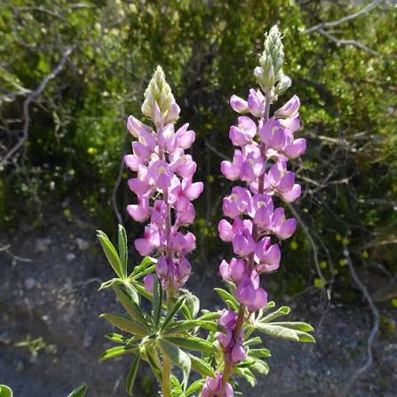 <p>Arizona Lupine</p>