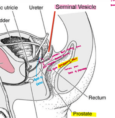 <ul><li><p>so ductus deference forms Apollo of ductus which meets seminal duct from seminal vesicle </p></li></ul><ul><li><p>they fuse together to form ejaculatory duct which is located behind the prostate </p></li></ul><p></p>