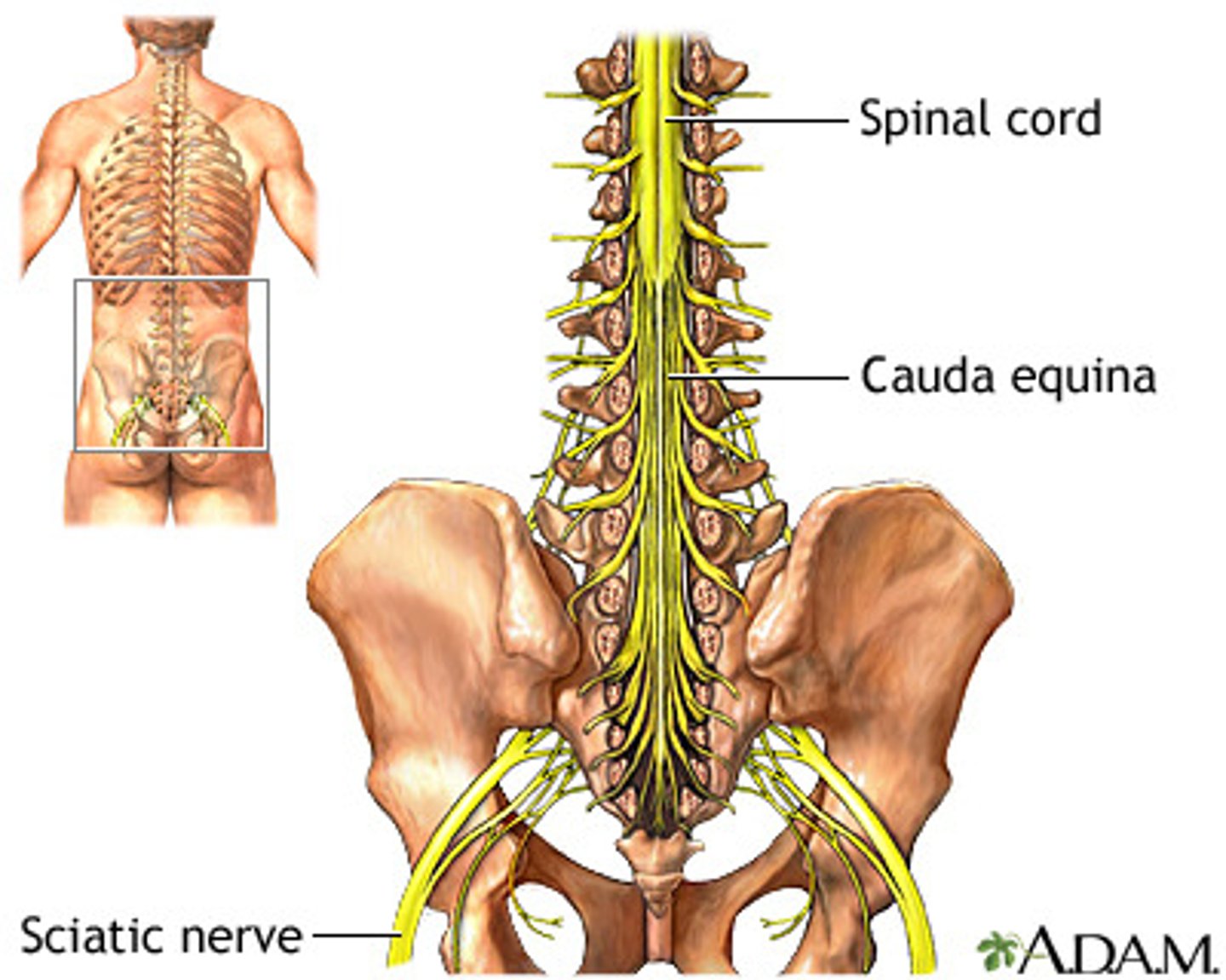 <p>bottom of spine</p>