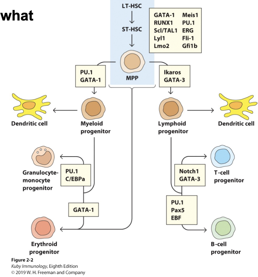 <p><span>Tightly-regulated transcription factors that progressively specialize cell types through chromatin modification.</span></p><ol><li><p><span>Environmental factors trigger transcription factors to turn on or off within cells developing from the HSC, redundancy allows fine tuning of the system</span></p></li><li><p><span>*Ikaros drives differentiation of lymphocytes (shuts down myeloid lineage fate)</span></p></li><li><p><span>*PU.1: low = lymphoid; high = myeloid</span></p></li><li><p><span>*Maintenance of pluripotency in the HSC is controlled by an array of factors</span></p></li></ol><p></p>