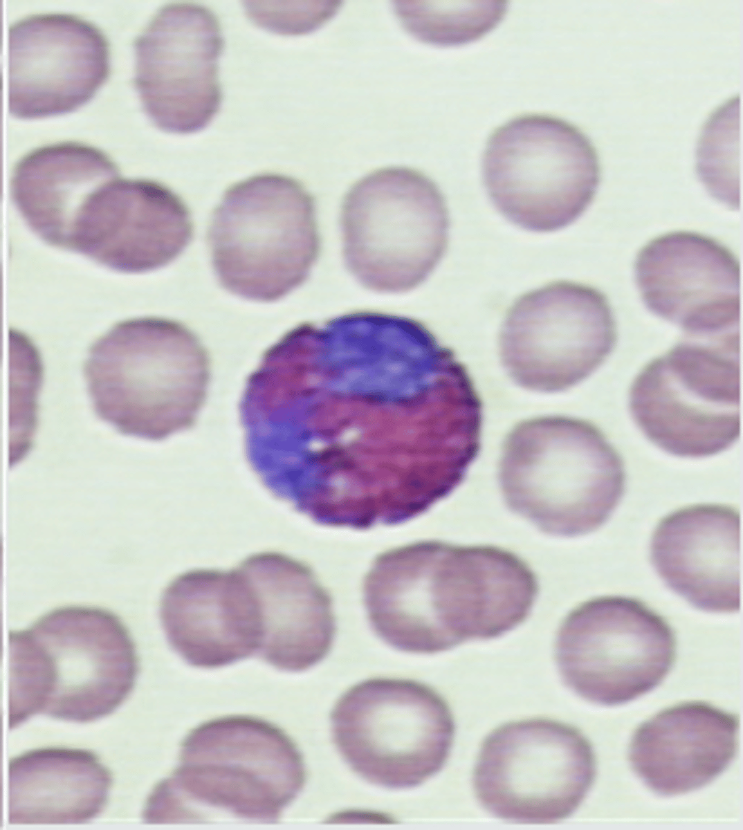 <p>What image is being depicted here?</p>