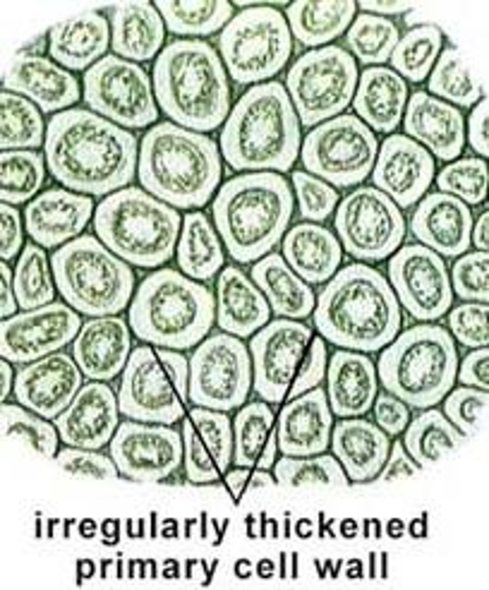 <p>Celling is living at maturity</p><p>Primary cell wall is thickened at the corners</p>