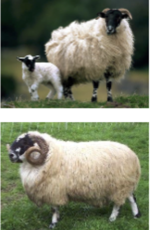 <p>Developed border area Scotland &amp;England, important sheep in UK</p>