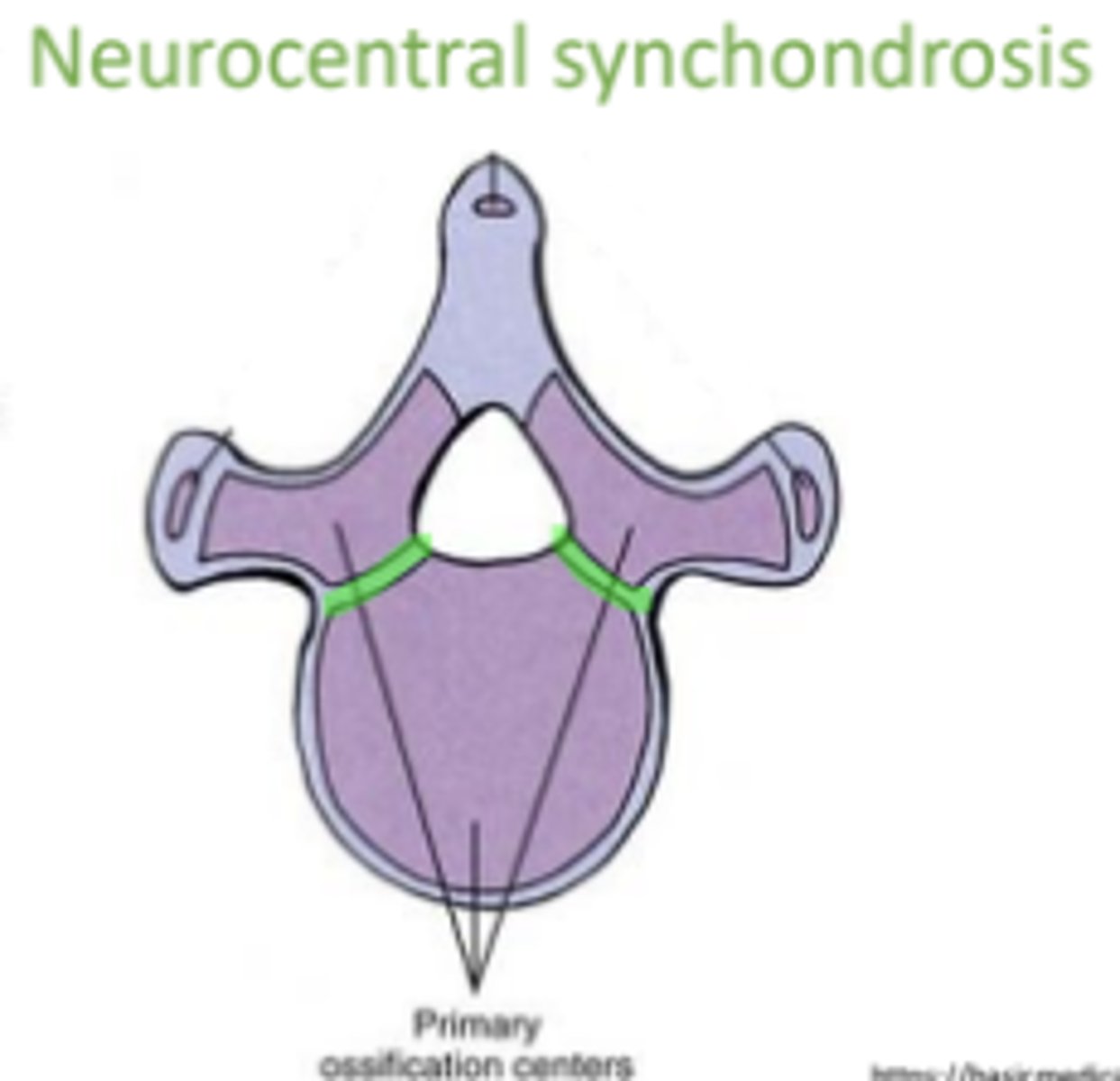 <p>Synchondrosis between centrum &amp; neural arch centers of ossification on each side;</p><p>Fully ossifies around 8 y.o.</p><p>Unilateral ossification can cause scoliosis</p>