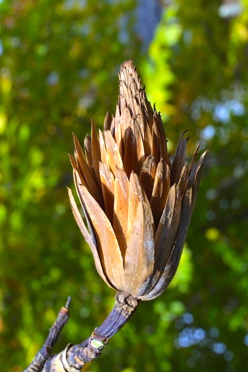<p><span>Conelike aggregate of</span><br><span>samaras, papery flower 4-angled at base, 2½ to 3” long</span></p>
