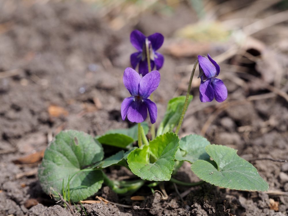 <p>Viola odorata - Violaceae</p>