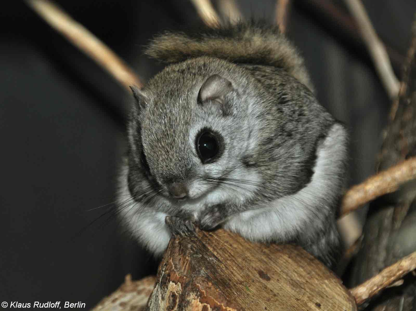 <p>Poletuška slovanská (Pteromys volans)</p><p>Třída: savci (Mammalia)</p><p>Řád: hlodavci (Rodentia)</p>