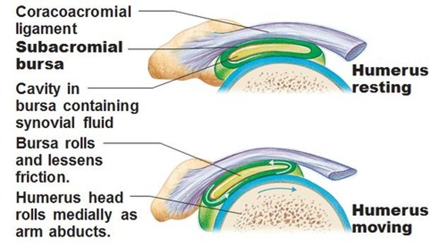 <p>This is a sac filled with fluid that reduces friction between tendons and bones</p>