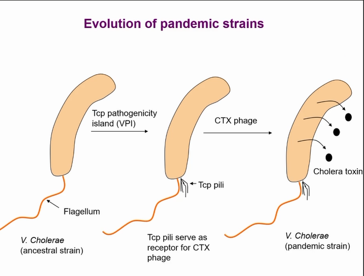 <p>Two key events allowing the bacteria to cause toxin that results in pandemics</p><p>Once the pathogenicity island thought to be acquired by a phage but that is now controversal</p><p>Pilli acts as a receptor for the phage to intergrate the toxin</p><p></p>