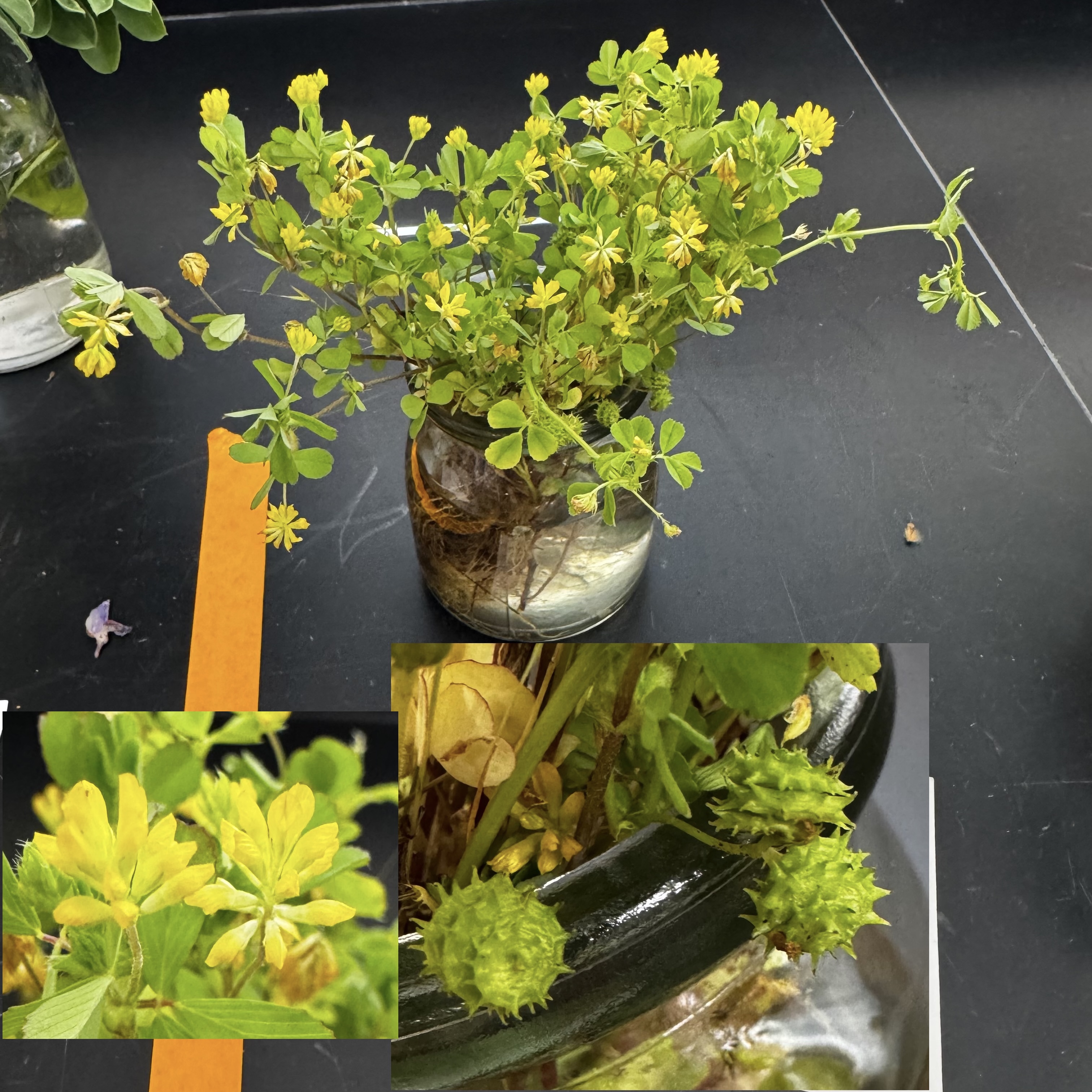 <p>What order, family, and genus?</p>