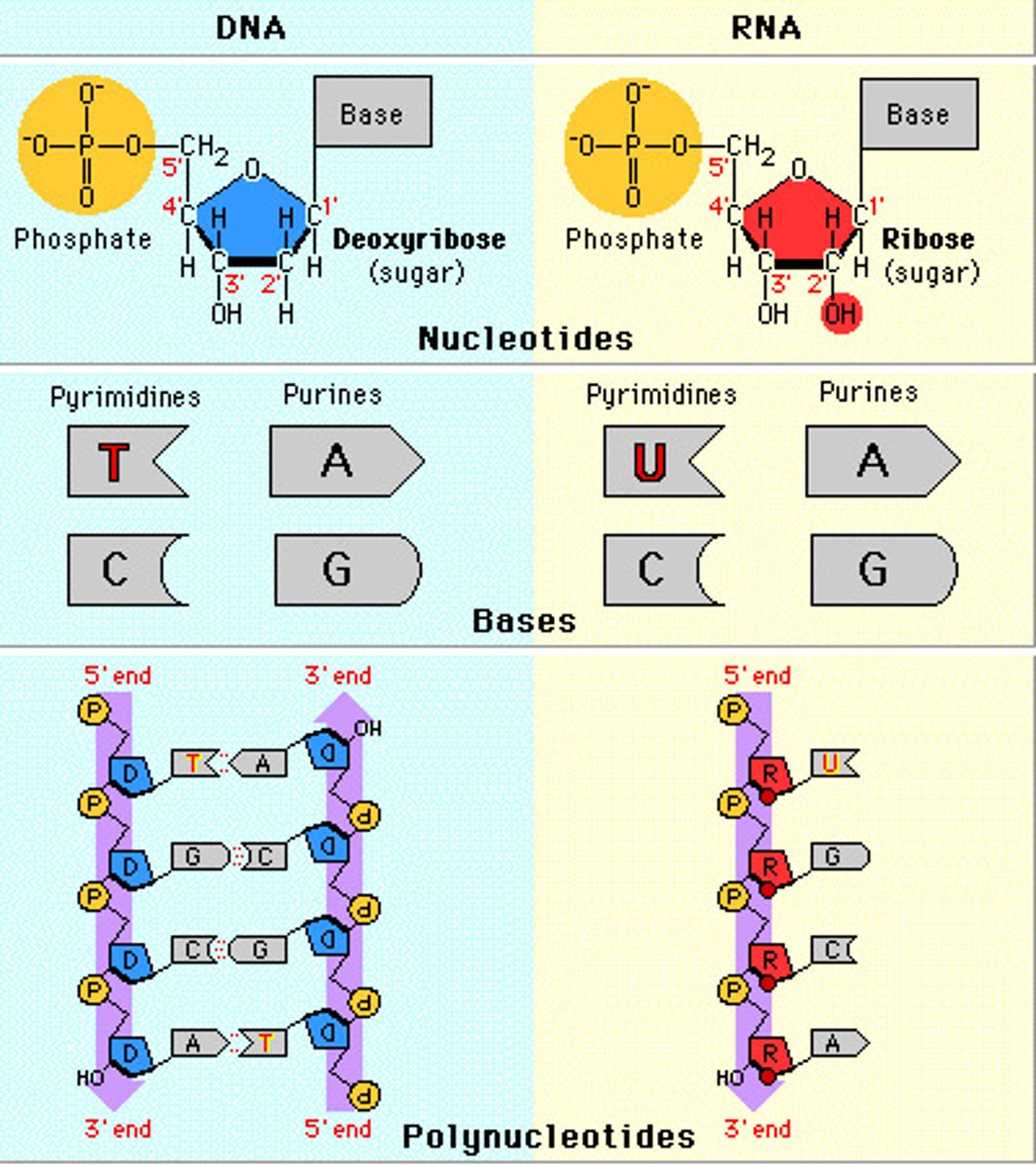 <p>Both are nucleic acids formed through condensation of nucleotides. Both DNA and RNA have a sugar-phosphate backbone.</p><p>RNA</p><p>ribose</p><p>single stranded</p><p>nitrogenous bases A, G, C, U</p><p>Complementary paring A-U, C-G</p><p>DNA</p><p>deoxyribose</p><p>double stranded</p><p>nitrogenous bases A, G, C, T</p><p>Complementary pairing A-T, C-G</p>