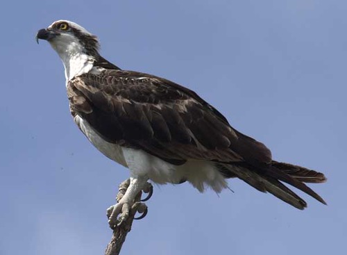 <p>Pandion haliaetus</p>