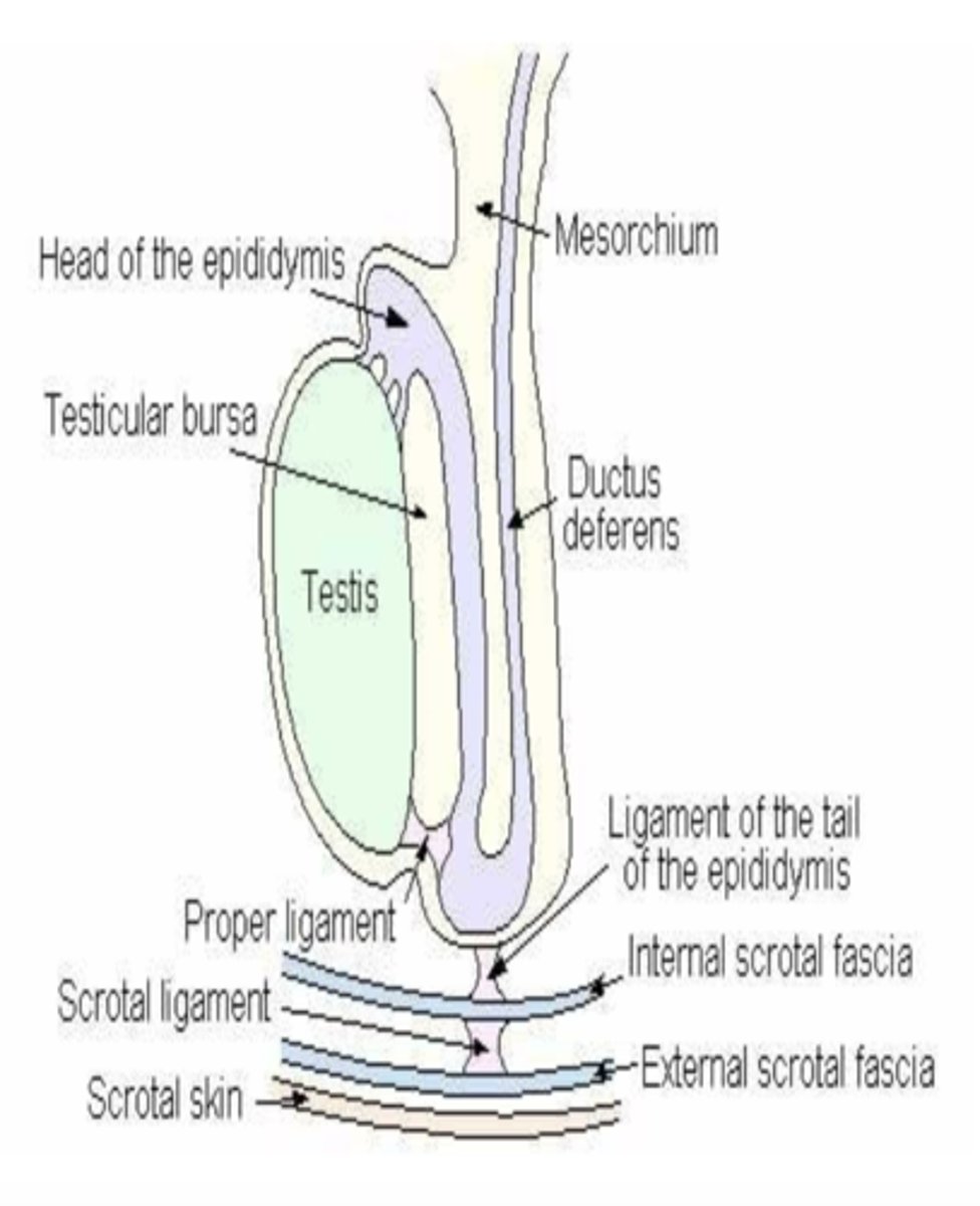 <p>attaches the parietal tunic to the scrotum</p>