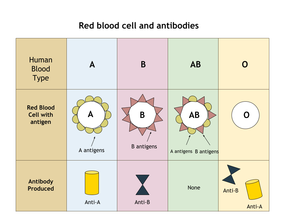 <p>The blood types are determined by the different types of</p>