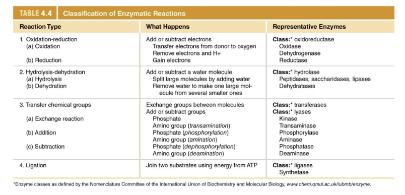 <ul><li><p>Oxidation-reduction reactions</p></li><li><p>Hydrolysis-dehydration reactions</p></li><li><p>Addition-subtraction-exchange reactions</p></li><li><p>Ligation reactions</p></li></ul><p></p>