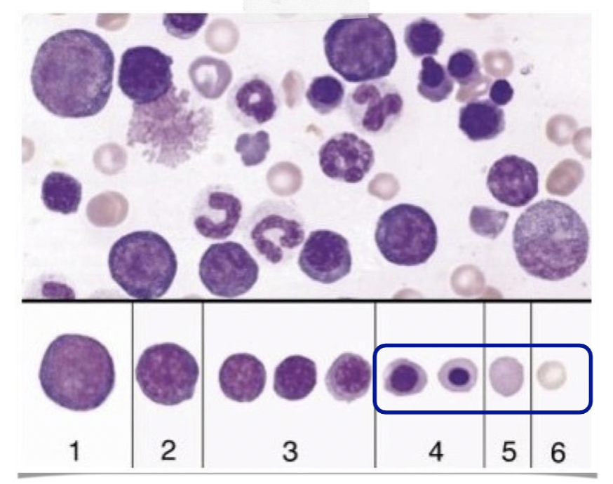 What kind of stain is being used in this image?