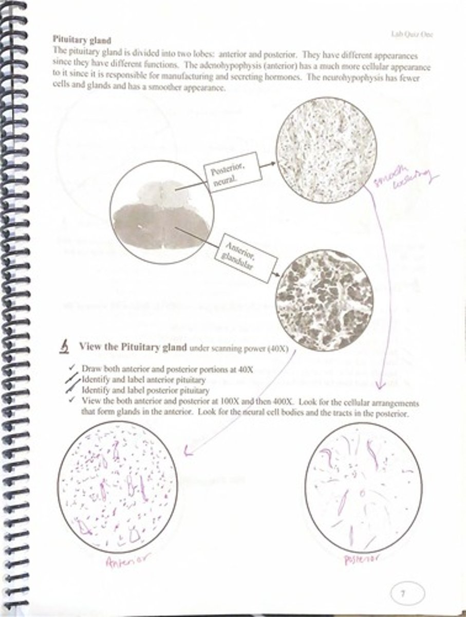 <p>TSH, FSH, LH, ACTH, GH, and PRL.</p>