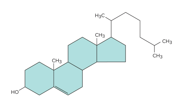 <p>Cholesterol</p>