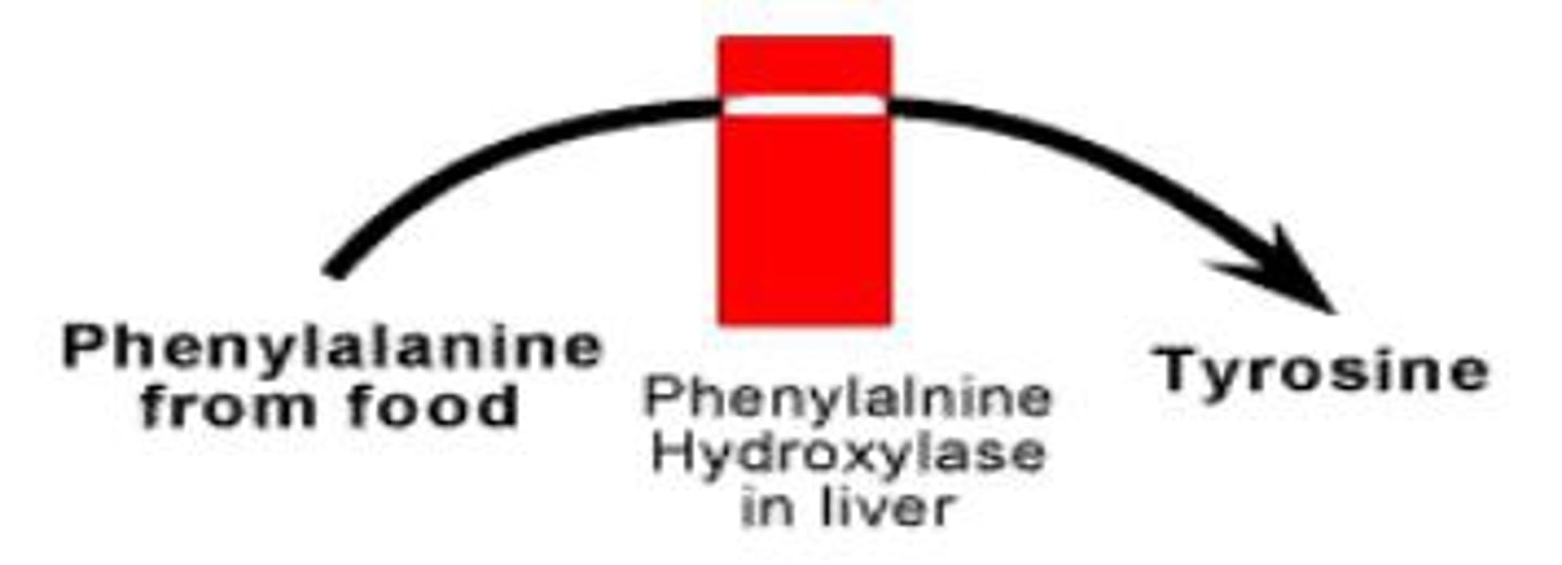 <p>(Recessive)Common among Swedish or Norwegian ancestry; caused by a missing enzyme that is need to change phenylalanine (amino acid) to tyrosine; Phenylalanine builds up in the CNS; leads to mental retardation; noticed when a baby drinks milk</p>