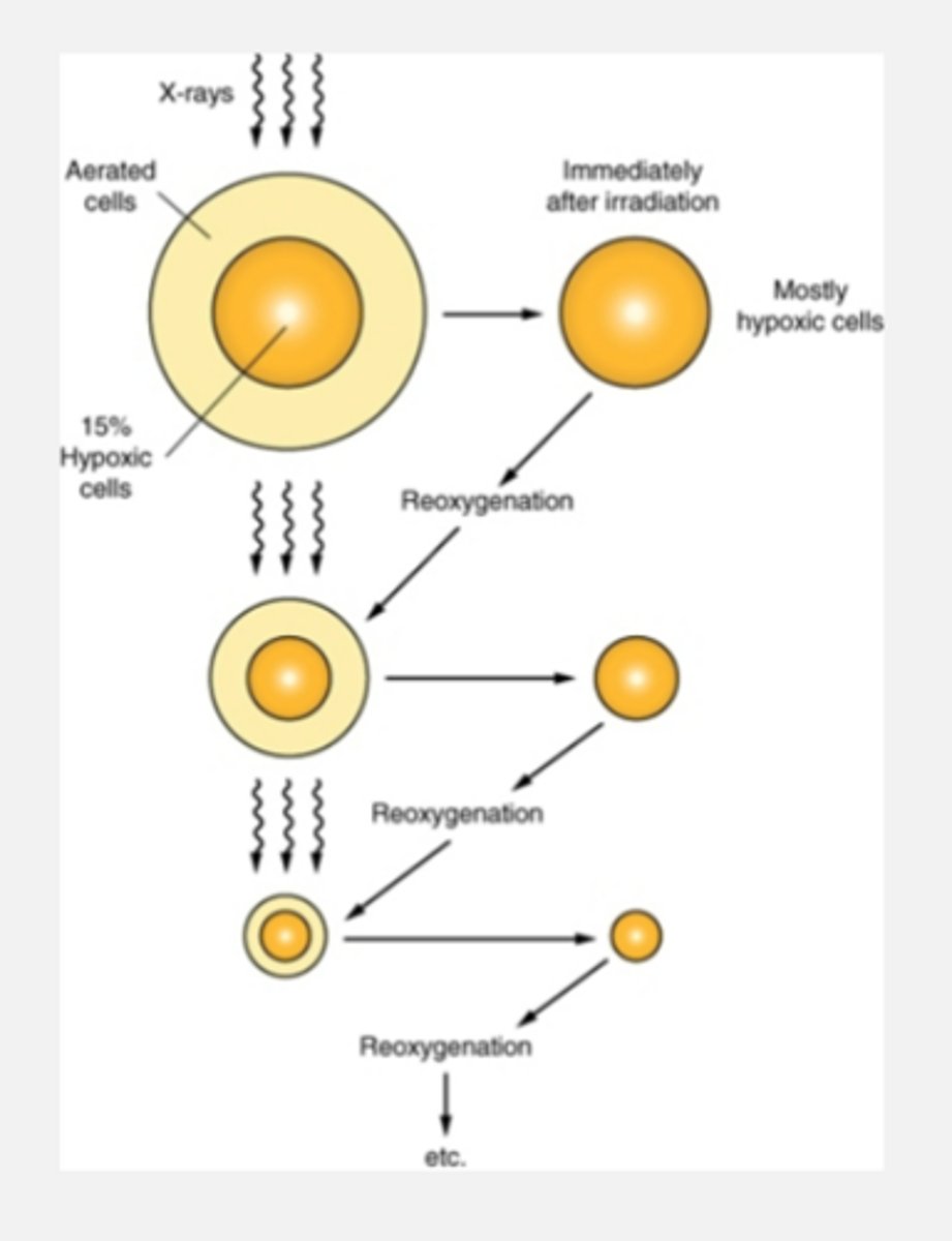 <p>Delivering a dose of radiation kills a layer of oxygenated cells, allowing the hypoxic cells underneath to receive oxygen again (reoxygenation)</p><p>Note: fractionation ALLOWS necrotic cells to reoxygenate (making it more effective to kill tumors cells)</p>