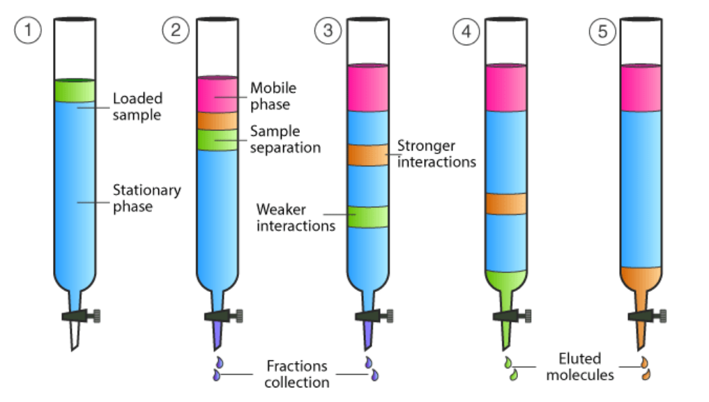 <p>Chromatography experiment which allows for not only separation of different molecules in a sample, but also the collection of each output by having the stationary phase inside of a column, then the sample, then the mobile phase on top so that the sample travels through the stationary phase and gets separated by it, but then at the end is dispensed out of the column and can be retrieved using a beaker.</p>