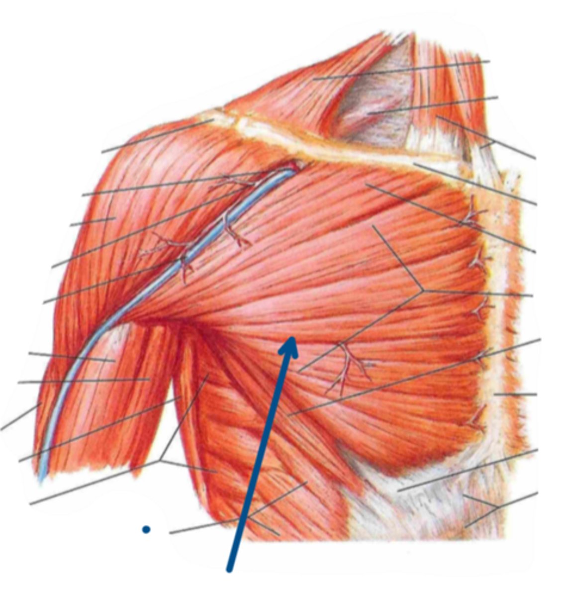 <p>Identify the insertion of the structure indicated by the arrow</p>