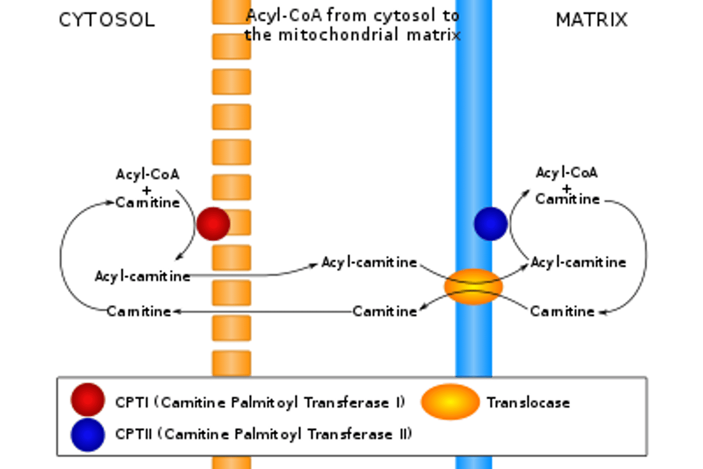<p>False. Because Beta-Oxidation mainly occurs in the mitochondria, the NADH and FADH2 can easily be used by the Electron Transport Chain without relying on shuttles.</p>