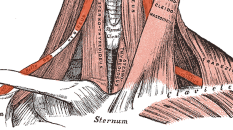 <p>bottom portion of the omohyoid (connects to the scapula)</p>