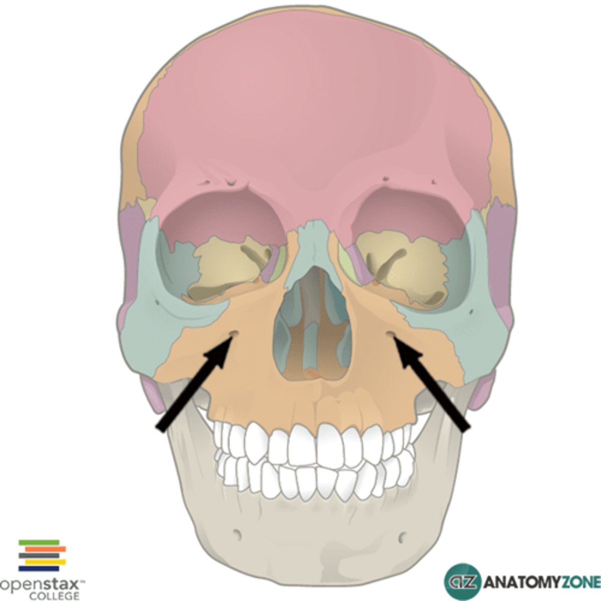 <p>Infraorbital foramen of the maxilla</p>