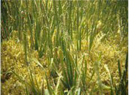 <p>broader/wider blade, typically deeper, 9-15 parallel veins</p>