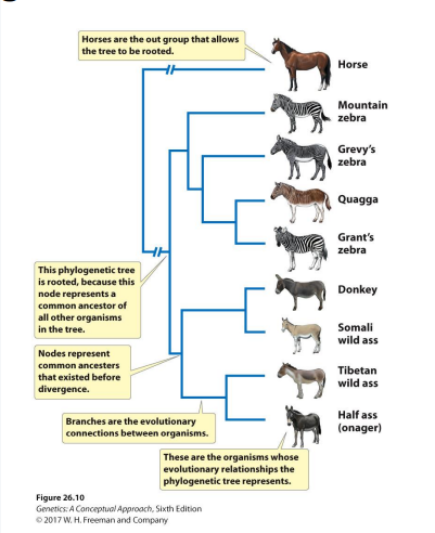 <p><strong>Phylogeny- </strong>evolutionary relationship among a group of organisms</p><p><strong>Phylogenetic tree- </strong>a graphical representation of the evolutionary relationships among a group of organisms</p>